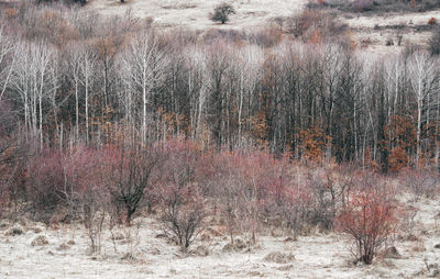 View of trees on field in forest