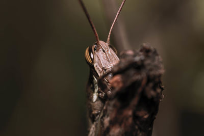 Close-up of butterfly on tree trunk