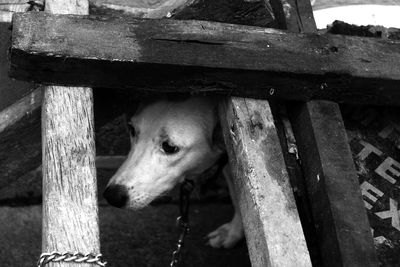 View of a dog looking away