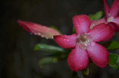 Close-up of water drops on pink rose flower