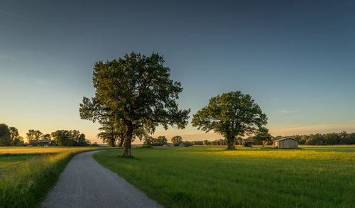 Scenic view of trees on field against sky