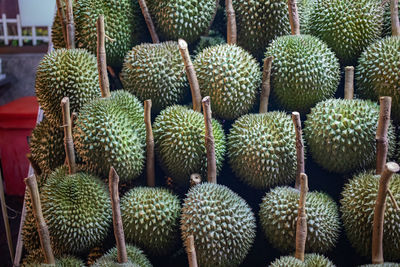 Close-up of fruits on cactus at market