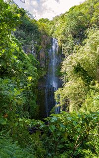 Scenic view of waterfall in forest