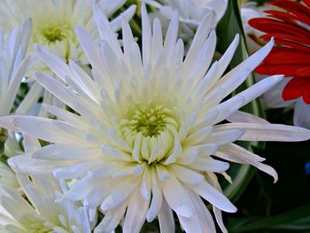 Close-up of white flowers