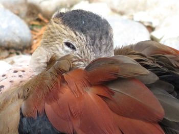 Close-up of birds