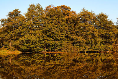 Trees by lake in forest during autumn