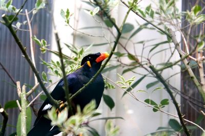 Bird perching on a plant