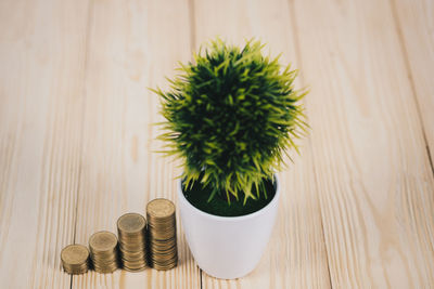 High angle view of potted plant on table