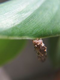 Close-up of insect on leaf