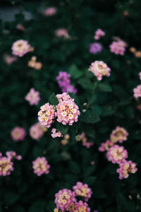 Close-up of pink flowering plant