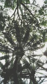 Low angle view of tree in forest