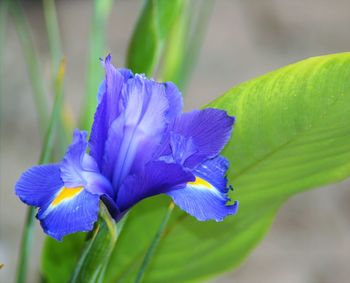 Close-up of purple flowers