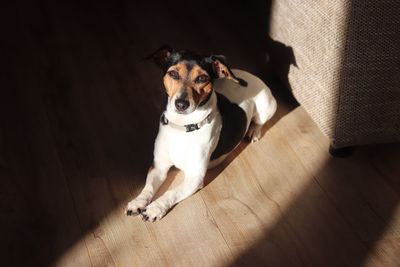 High angle view of dog sitting on hardwood floor