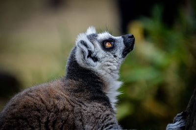 Close-up of lemur outdoors