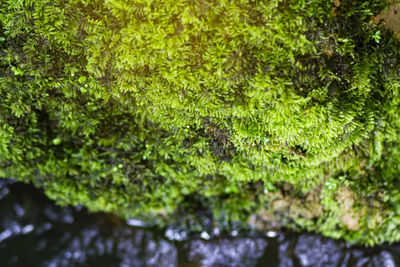 Full frame shot of trees growing in forest
