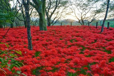 Red flowers growing in field