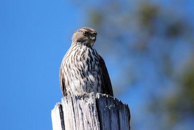 Low angle view of hawk perching on wooden post