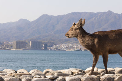 View of a rock in sea