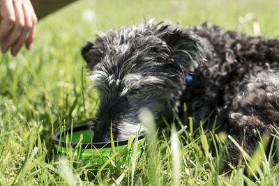 Senior mixed breed dog bedlington terrier  whippet drinking water from pet bowl on grass