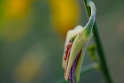 Close-up of flowering plant