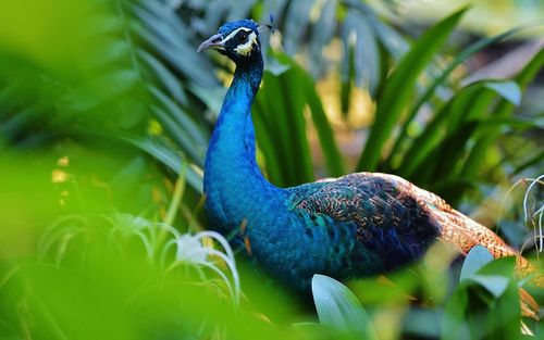 Peacock amidst plants