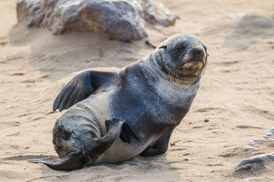 Close-up of seal on sand at beach, cape cross seal reserve, namibia