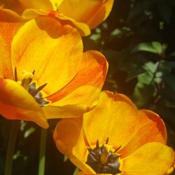 Close-up of yellow flowering plant