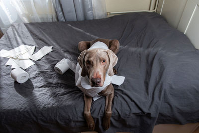 High angle portrait of dog relaxing on bed at home