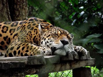 Close-up of jaguar sleeping in zoo