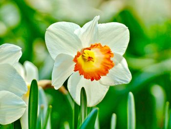 Close-up of white daffodil flower