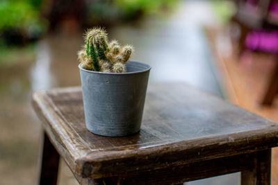 Close-up of potted plant on table