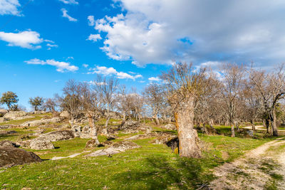 Trees on field against sky