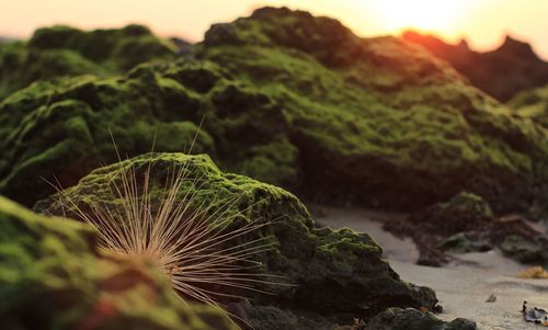 Close-up of green leaf on rock