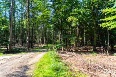 Road amidst trees in forest