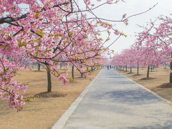 Cherry blossoms in spring