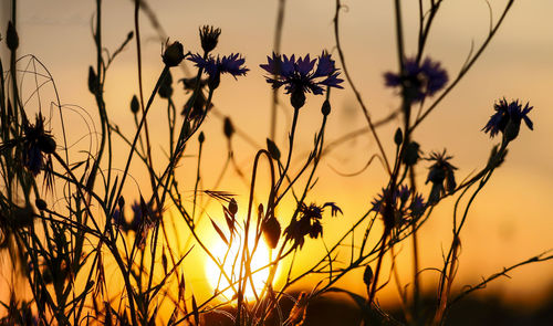 Close-up of silhouette plants on field against sky during sunset