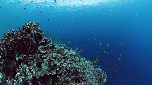 Fish swimming in sea
