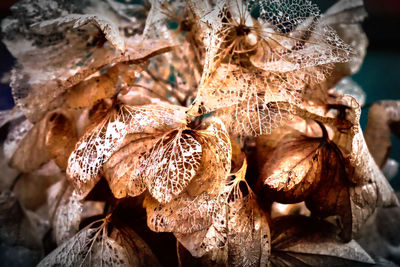 Close-up of plant against blurred background