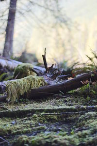 Close-up of tree trunk