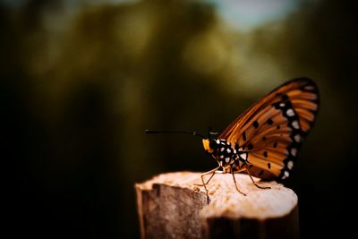 Butterfly perching on leaf