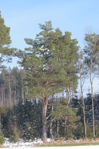 Trees in forest against sky