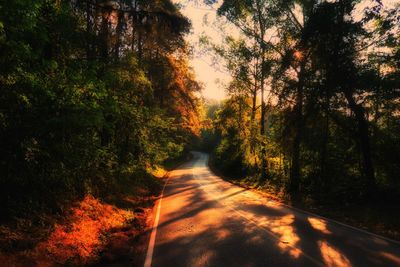 Empty road amidst trees in forest