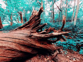 Sunlight falling on tree trunk in forest