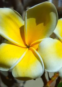 Close-up of yellow flower