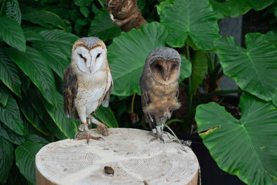 Close-up of birds perching on leaves