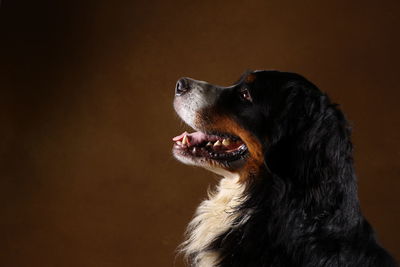 Close-up of dog looking away against black background