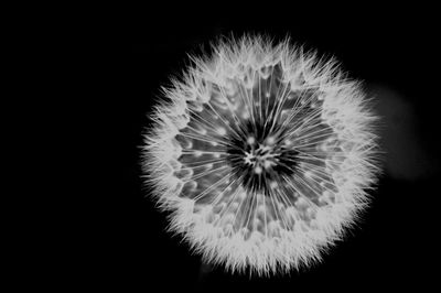 Close-up of dandelion flower