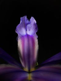 Close-up of flower over black background