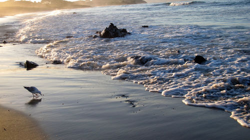 Birds swimming in sea