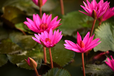 Close-up of pink lotus water lily